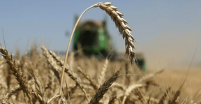 экспорт пшеница россия