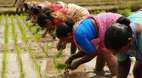 индия сокращает поставки риса