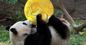 золотая панда